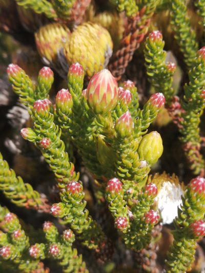 Brunia latebracteata, photographed by sharndreheuvel