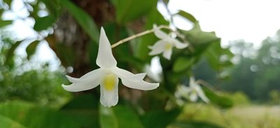 Dendrobium crumenatum, photographed by Ong Jyh Seng