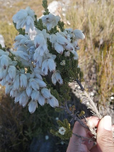 Erica monsoniana, photographed by sharndreheuvel