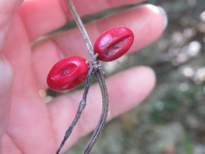 Cayaponia quinqueloba, photographed by Laura Clark