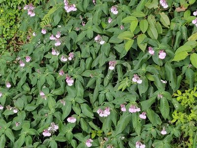Impatiens maculata, photographed by T R Shankar Raman