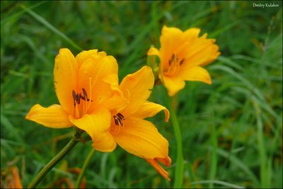 Hemerocallis middendorffii, photographed by Dmitry Kulakov