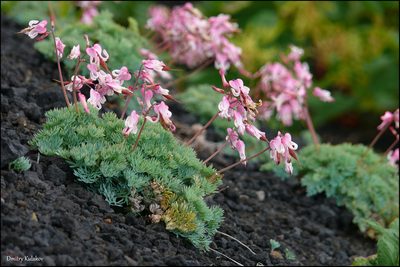 Dicentra peregrina, photographed by Dmitry Kulakov