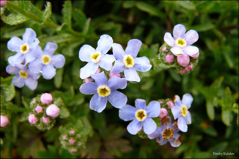 Eritrichium nipponicum, photographed by Dmitry Kulakov