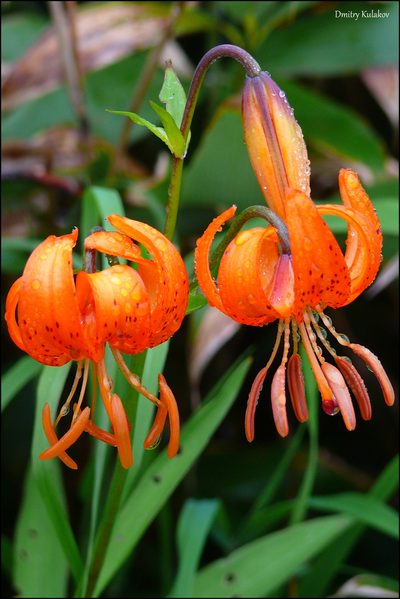 Lilium debile, photographed by Dmitry Kulakov