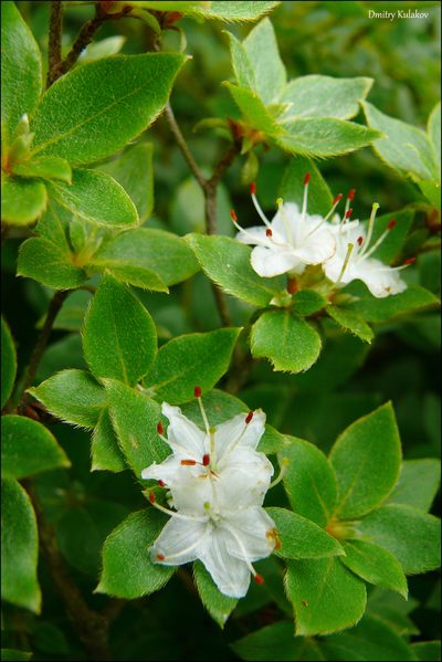 Rhododendron tschonoskii, photographed by Dmitry Kulakov