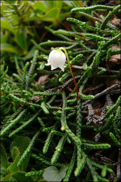 Cassiope lycopodioides, photographed by Dmitry Kulakov