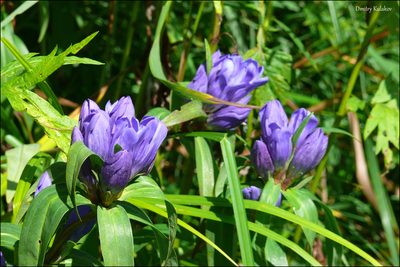 Gentiana triflora, photographed by Dmitry Kulakov