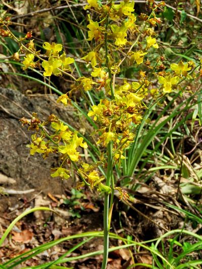 Cyrtopodium andersonii, photographed by Sidnei Dantas