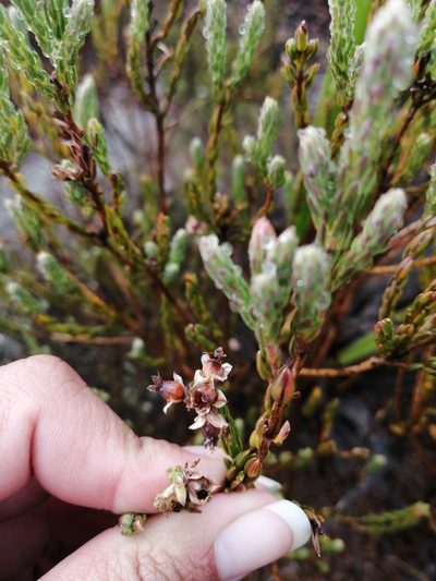 Erica glauca, photographed by sharndreheuvel