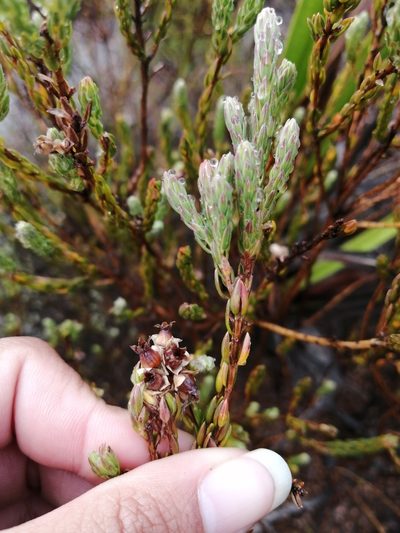 Erica glauca, photographed by sharndreheuvel