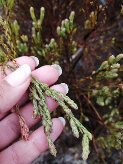Erica glauca, photographed by sharndreheuvel
