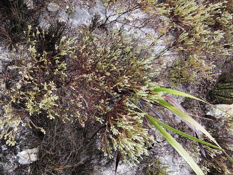 Erica glauca, photographed by sharndreheuvel