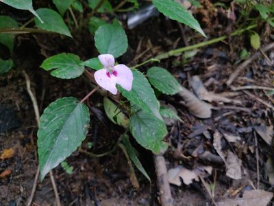 Impatiens elegans, photographed by T R Shankar Raman