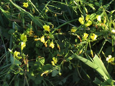 Oxalis compressa, photographed by Jeremy Gilmore