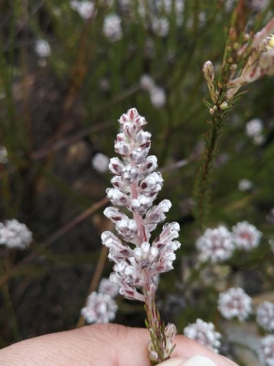 Spatalla argentea, photographed by sharndreheuvel