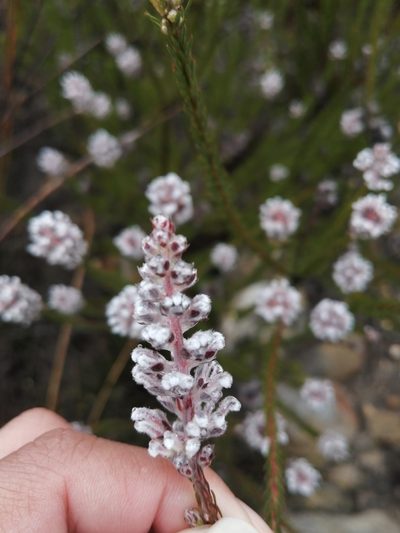 Spatalla argentea, photographed by sharndreheuvel