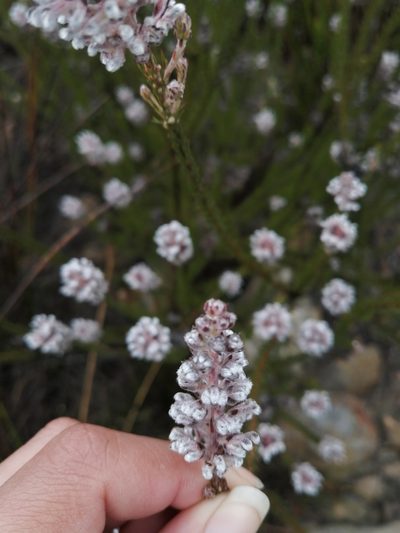 Spatalla argentea, photographed by sharndreheuvel