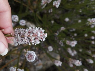 Spatalla argentea, photographed by sharndreheuvel