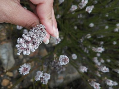 Spatalla argentea, photographed by sharndreheuvel