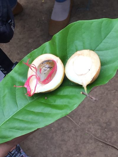 Myristica fragrans, photographed by Andre Hosper