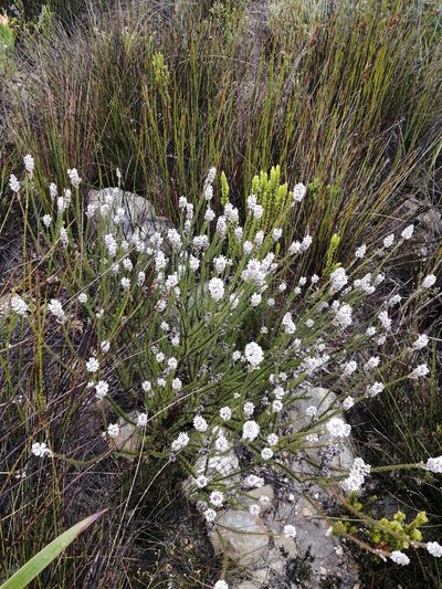 Spatalla argentea, photographed by sharndreheuvel