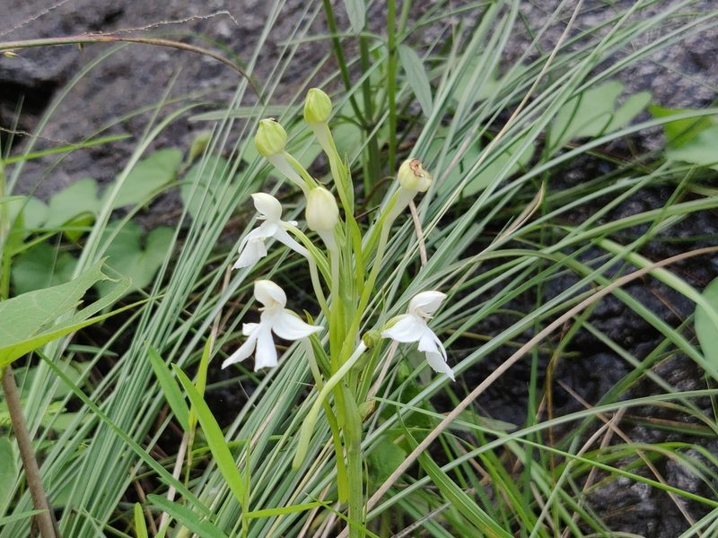 Habenaria longicornu, photographed by T R Shankar Raman