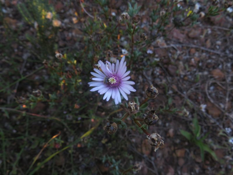 Lampranthus leptaleon, photographed by Jeremy Gilmore