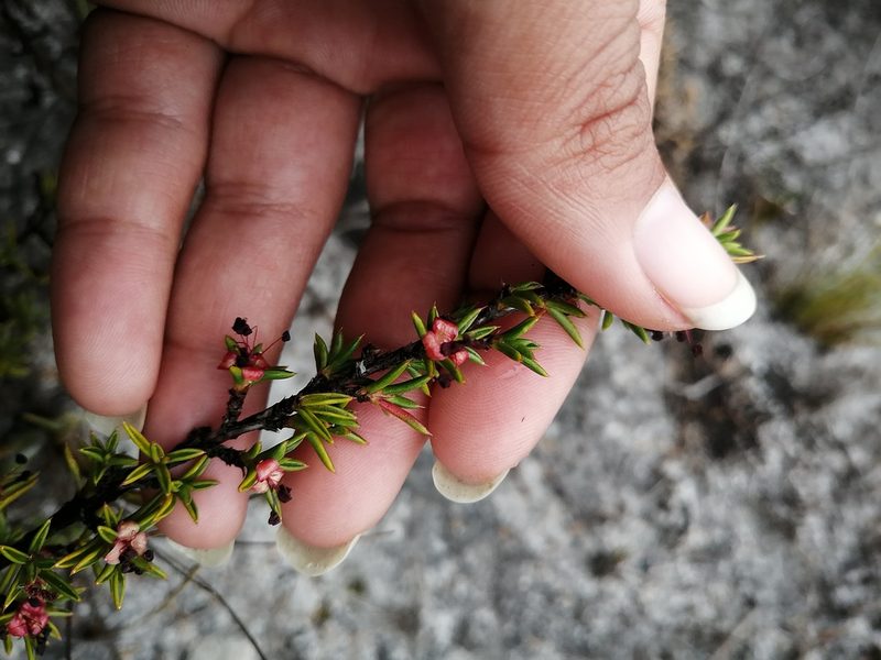 Cliffortia pungens, photographed by sharndreheuvel