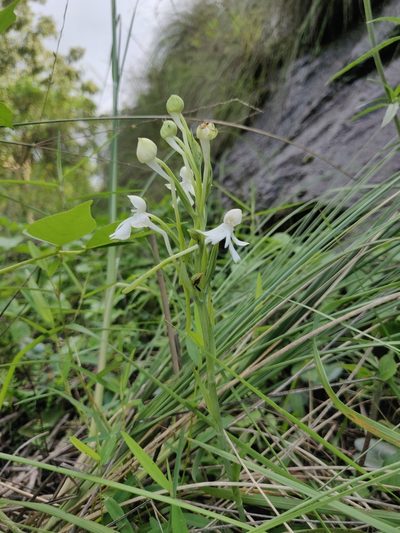 Habenaria longicornu, photographed by T R Shankar Raman