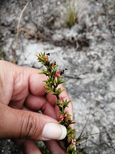 Cliffortia pungens, photographed by sharndreheuvel