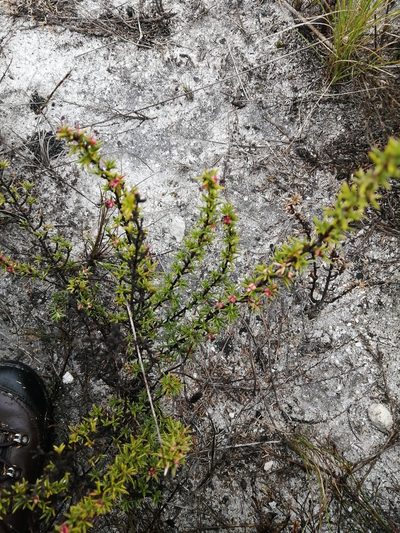 Cliffortia pungens, photographed by sharndreheuvel
