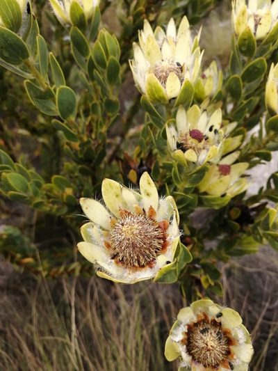 Leucadendron nervosum, photographed by sharndreheuvel