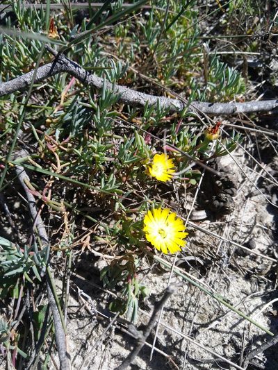 Lampranthus explanatus, photographed by Jacques van der Merwe
