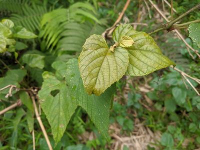 Vitis heyneana, photographed by Cheng-Te Hsu