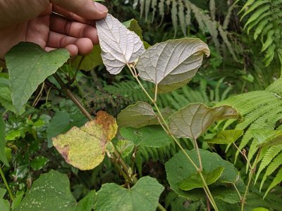 Vitis heyneana, photographed by Cheng-Te Hsu