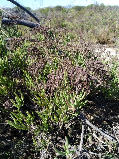 Ruschia umbellata, photographed by Jacques van der Merwe