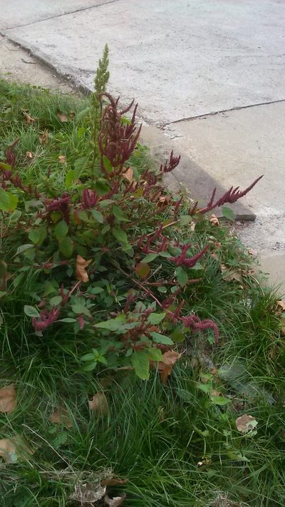 Amaranthus hypochondriacus, photographed by Михаил Орлов
