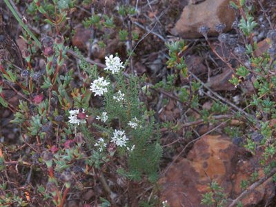 Selago triquetra, photographed by Jeremy Gilmore