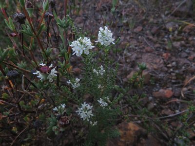 Selago triquetra, photographed by Jeremy Gilmore