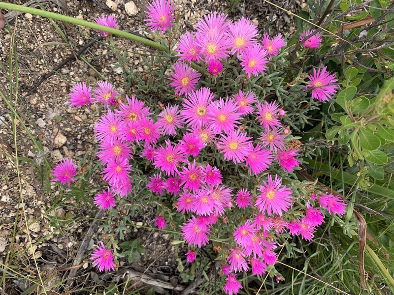 Lampranthus multiradiatus, photographed by Matthew Fainman