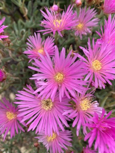 Lampranthus multiradiatus, photographed by Matthew Fainman