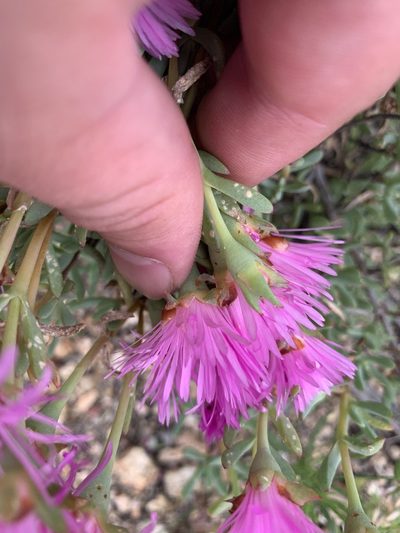 Lampranthus multiradiatus, photographed by Matthew Fainman