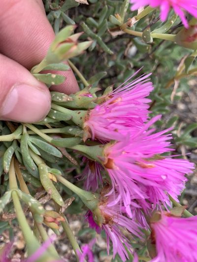 Lampranthus multiradiatus, photographed by Matthew Fainman