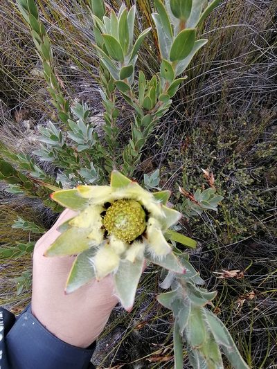 Leucadendron nervosum, photographed by sharndreheuvel