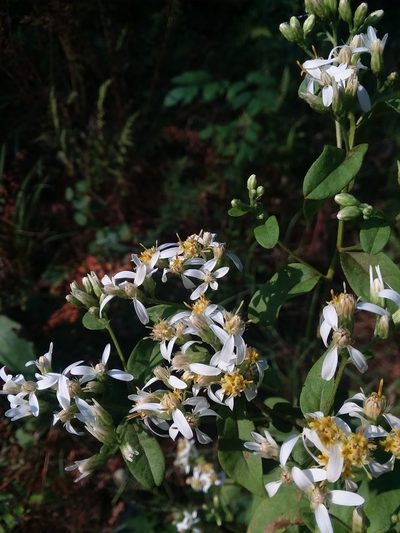 Doellingeria sericocarpoides, photographed by Will McFarland