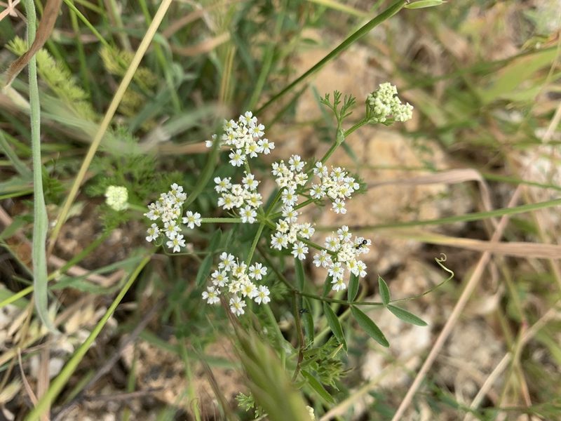 Dasispermum hispidum, photographed by Matthew Fainman