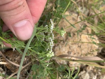 Dasispermum hispidum, photographed by Matthew Fainman