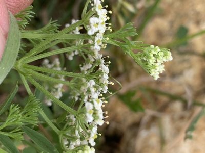 Dasispermum hispidum, photographed by Matthew Fainman