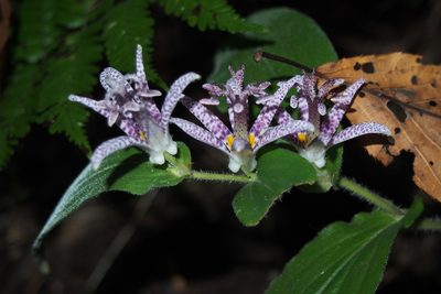 Tricyrtis hirta, photographed by harum.koh